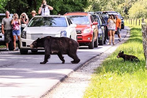 GREENSBORO, N. . Bear sightings near me